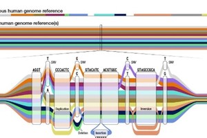 第一份人类“泛基因组”草图发布