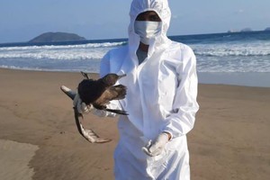 墨西哥大量野鸟死亡，或与厄尔尼诺有关。