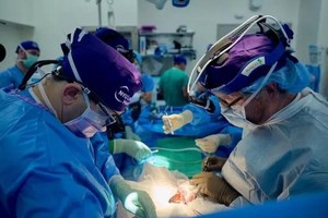 基因编辑猪肾脏在人体内32天