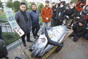 日本大间金枪鱼新年竞拍