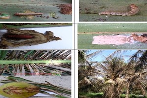 侵害椰树黑头虫迅速蔓延