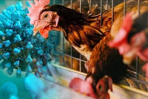 庆和现人体感染甲型 H5 禽流感病例