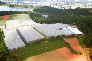 俯瞰林同省Viet Farm公司的菜园。