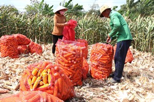 玉米每公顷盈利至 8000 万元