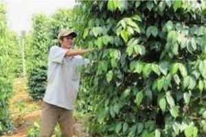 胡椒与橡胶价格创新高