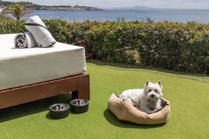 梅利亚酒店集团推出“与宠物友好”活动