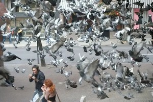 德小镇灭鸽公投引争议