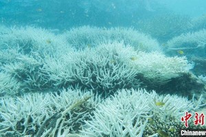 大堡礁的白化珊瑚。