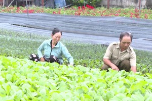 使用社会政策信贷发展VietGap无公害蔬菜种植模式。