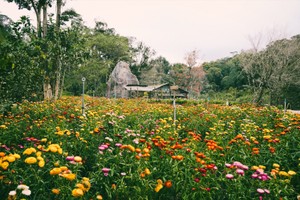 拍完《翻脸7》后，李海保留了片中的花田供游客参观。