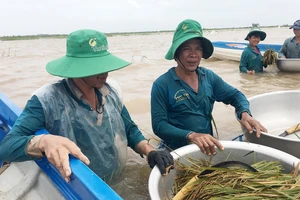 Nông dân An Phú dầm mình trong nước lũ ngoài đê bao vớt lúa. Ảnh: TUẤN QUANG