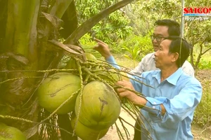 Ghé Trà Vinh thưởng thức dừa sáp thứ thiệt ngay tại vườn