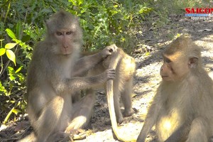 Discovering Vam Sat Ecopark 