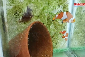 Lai tạo thành công 3 dòng cá khoang cổ nemo đột biến