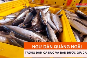 Ngư dân Quảng Ngãi trúng đậm cá nục và bán được giá cao