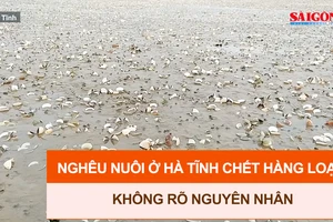 Nghêu nuôi ở Hà Tĩnh chết hàng loạt không rõ nguyên nhân