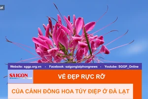 Vẻ đẹp rực rỡ của cánh đồng hoa túy điệp ở Đà Lạt