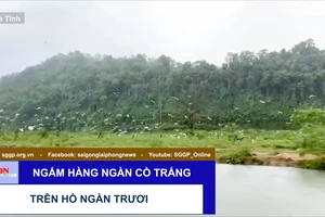 Ngắm hàng ngàn cò trắng trên hồ Ngàn Trươi