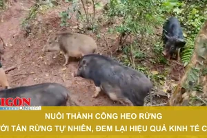 Nuôi thành công heo rừng dưới tán rừng tự nhiên, đem lại hiệu quả kinh tế cao