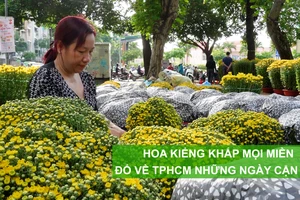 Hoa kiểng khắp mọi miền đổ về TPHCM những ngày cận tết