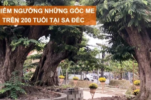 Chiêm ngưỡng những gốc me trên 200 tuổi tại Sa Đéc