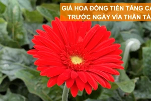 Giá hoa đồng tiền tăng cao trước ngày Vía Thần Tài