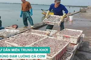 Ngư dân miền Trung ra khơi trúng đậm luồng cá cơm