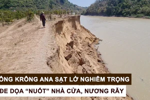 Sông Krông Ana sạt lở nghiêm trọng, đe dọa “nuốt” nhà cửa, nương rẫy