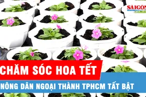 TPHCM: Nông dân ngoại thành tất bật chăm sóc hoa Tết