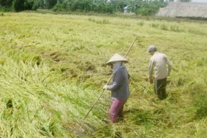 Mưa làm nhiều diện tích lúa hè thu ở ĐBSCL bị đổ ngã