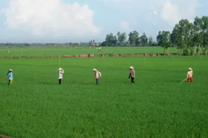 Nông dân TP Cần Thơ chăm sóc lúa thu đông