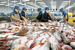 Giá cá tra vượt ngưỡng 30.000 đồng/kg