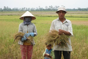 Nhiều diện tích đất lúa kém hiệu quả, bị ảnh hưởng bởi hạn mặn, thiếu nước... sẽ tiếp tục được chuyển đổi sang các loại cây khác cho hiệu quả cao hơn 