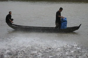 Chuỗi liên kết giá trị nuôi cá tra được xem là hướng đi bền vững, tuy nhiên việc chọn doanh nghiệp không uy tín, khiến chuỗi bị đổ vỡ đáng tiếc 