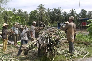 ĐBSCL: Thu hoạch mía chạy lũ bị lỗ 15 đến 20 triệu đồng/ha