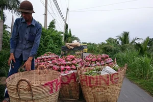 Hướng đến mục tiêu xuất khẩu trái cây đạt 3,6 tỷ USD vào năm 2020