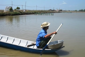 Nông dân Trà Vinh theo dõi tình hình các ao nuôi tôm để có phương án phòng, trị bệnh