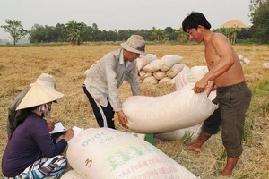 Thương lái ở ĐBSCL thu mua lúa tươi loại thường khoảng 4.300 đồng/kg, giá này không cao. Ảnh: NGUYỄN THANH