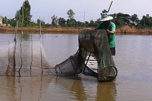 ĐBSCL: Nước lũ ở Tân Châu đã vượt báo động 1