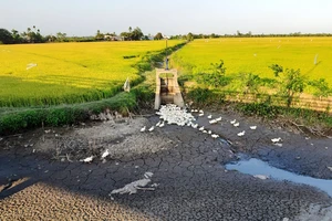 Chuyển 50.000ha đất lúa bị hạn mặn sang trồng cây con khác