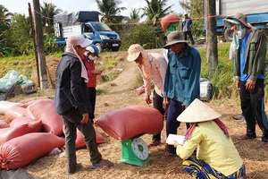 Giá lúa ở ĐBSCL giảm nhẹ do doanh nghiệp hạn chế thu mua