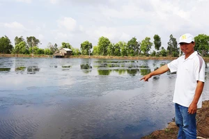 Nuôi tôm tự phát gây thiệt hại đất lúa ở Kiên Giang 