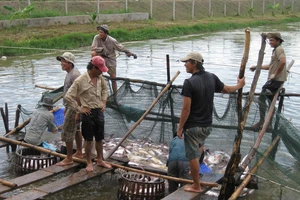 Nhiều hộ thua lỗ cá tra đã chuyển sang nuôi cá trê, cá lóc