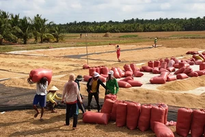 Xuống giống sớm 400.000 ha lúa đông xuân 2021-2022 trong tháng 10 