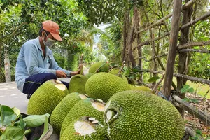 Giá mít Thái ở ĐBSCL giảm mạnh