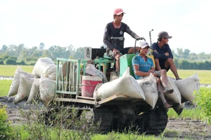 Lúa đông xuân ở vùng Nam bộ đạt hơn 11,3 triệu tấn 