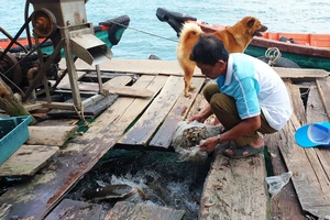 Ngư dân xã Nam Du cho cá bống mú ăn. Ảnh: QUỐC BÌNH