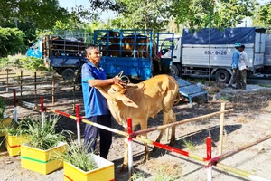 Bò giống được hỗ trợ chở tới tận nhà cho các hộ dân. Ảnh: CTV