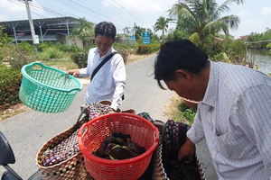 Kiên Giang: Giá cua nghịch mùa cao kỷ lục