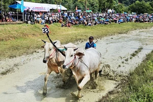 An Giang: Sôi nổi Hội đua bò Bảy Núi năm 2023